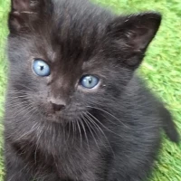 Adopta a Gatitos