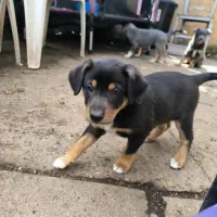 Adopta a Negrito