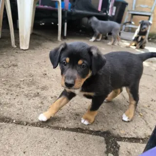 Negrito