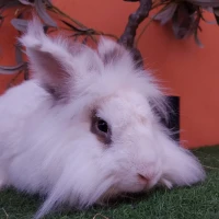 Adopta a Loui ( Castrado)