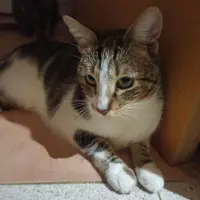 Adopta a Nivi