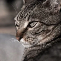 Adopta a Ozzy