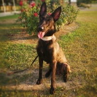 Adopta a India