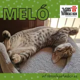 Adopta a Meló
