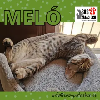 Meló