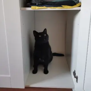 Noir