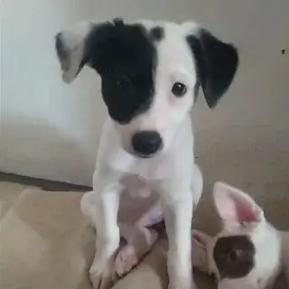 Chi