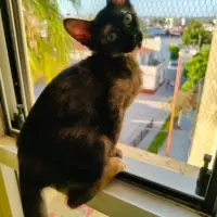 Adopta a Shakira