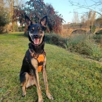 Adopta a Balto