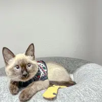 Adopta a Lia