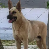 Adopta a Dingo