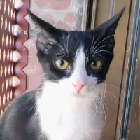 Adopta a Dominó