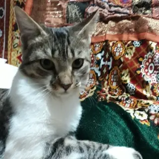Pepito