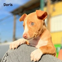 Adopta a Doris