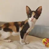 Adopta a Jazmín