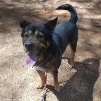 Adopta a Thor