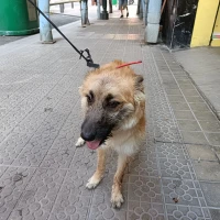 Adopta a Luna