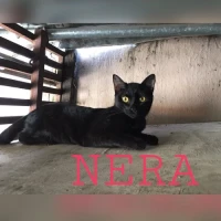 Adopta a Nera