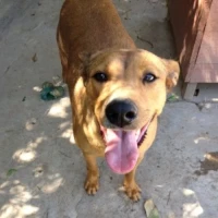Adopta a Candy