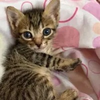 Adopta a Luisito