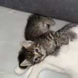 Adopta a Camada De Gatitos