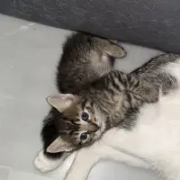 Adopta a Camada De Gatitos