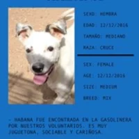 Adopta a Habana