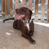 Adopta a Riley