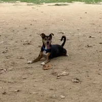 Adopta a Shadow