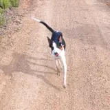 Adopta a Varios 2