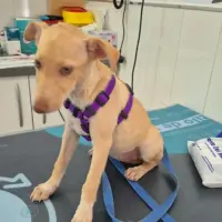 Adopta a Isa Preciosa Cachorrita Tlf 645978718