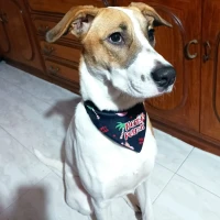 Adopta a Baffy