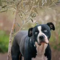 Adopta a Halloween
