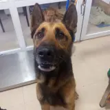 Adopta a Chimo
