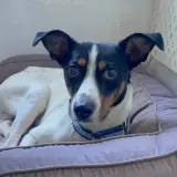 Adopta a Valerio