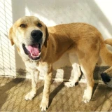 Adopta a Hansel