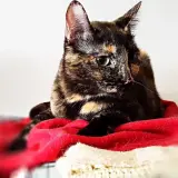 Adopta a Sombra