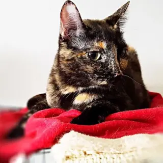 Sombra