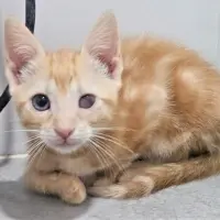Adopta a Nantes