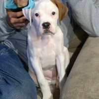 Adopta a Luna