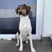 Adopta a Bimba