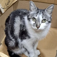 Adopta a Siena