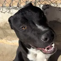 Adopta a Oreo