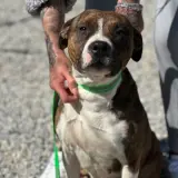 Adopta a Lesley