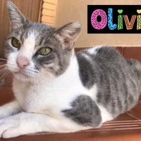 Adopta a Olivia