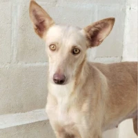 Adopta a Kana