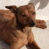 Adopta a Mamba