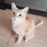 Adopta a Azahar