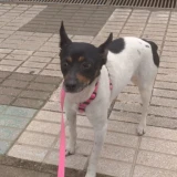 Adopta a Aisha