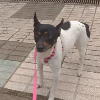 Aisha
